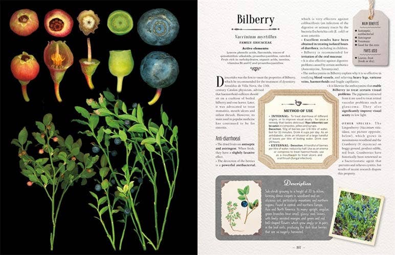 100 Plants That Heal: Illustrated Herbarium Medicinal Plant