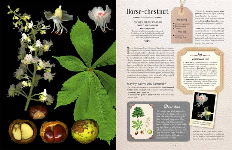 100 Plants That Heal: Illustrated Herbarium Medicinal Plant