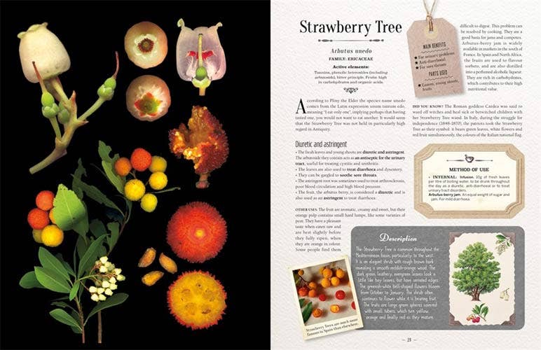 100 Plants That Heal: Illustrated Herbarium Medicinal Plant