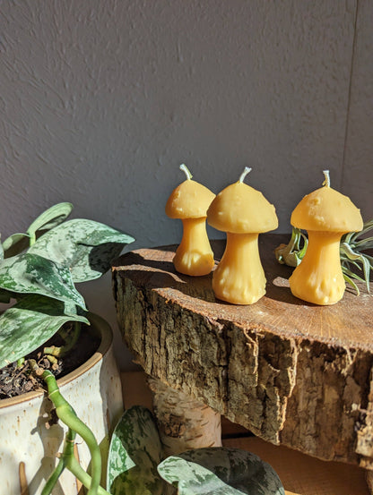 Mushroom Beeswax Candle