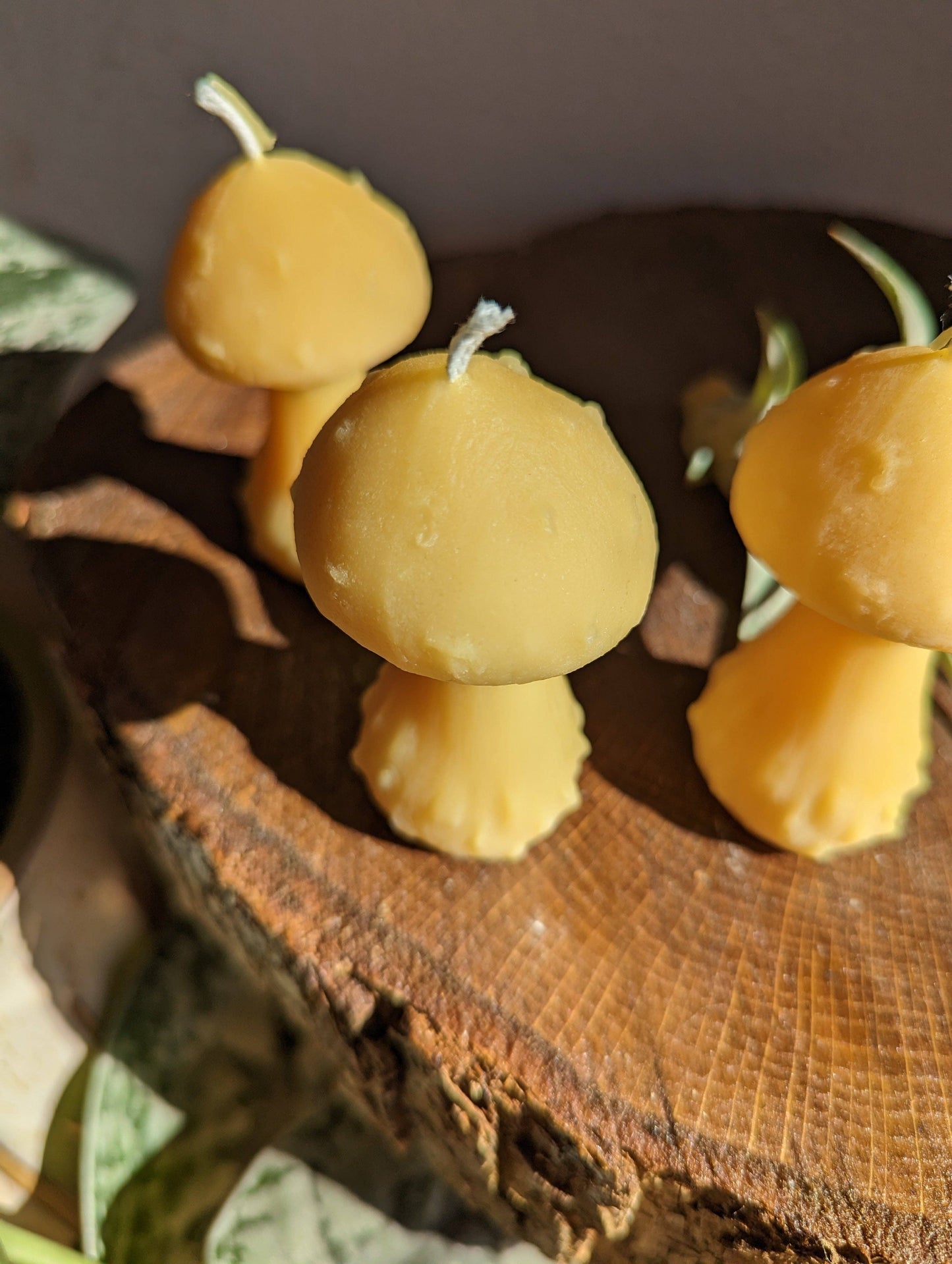 Mushroom Beeswax Candle