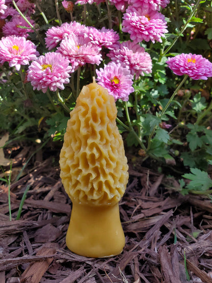 Morel Mushroom Beeswax Candle