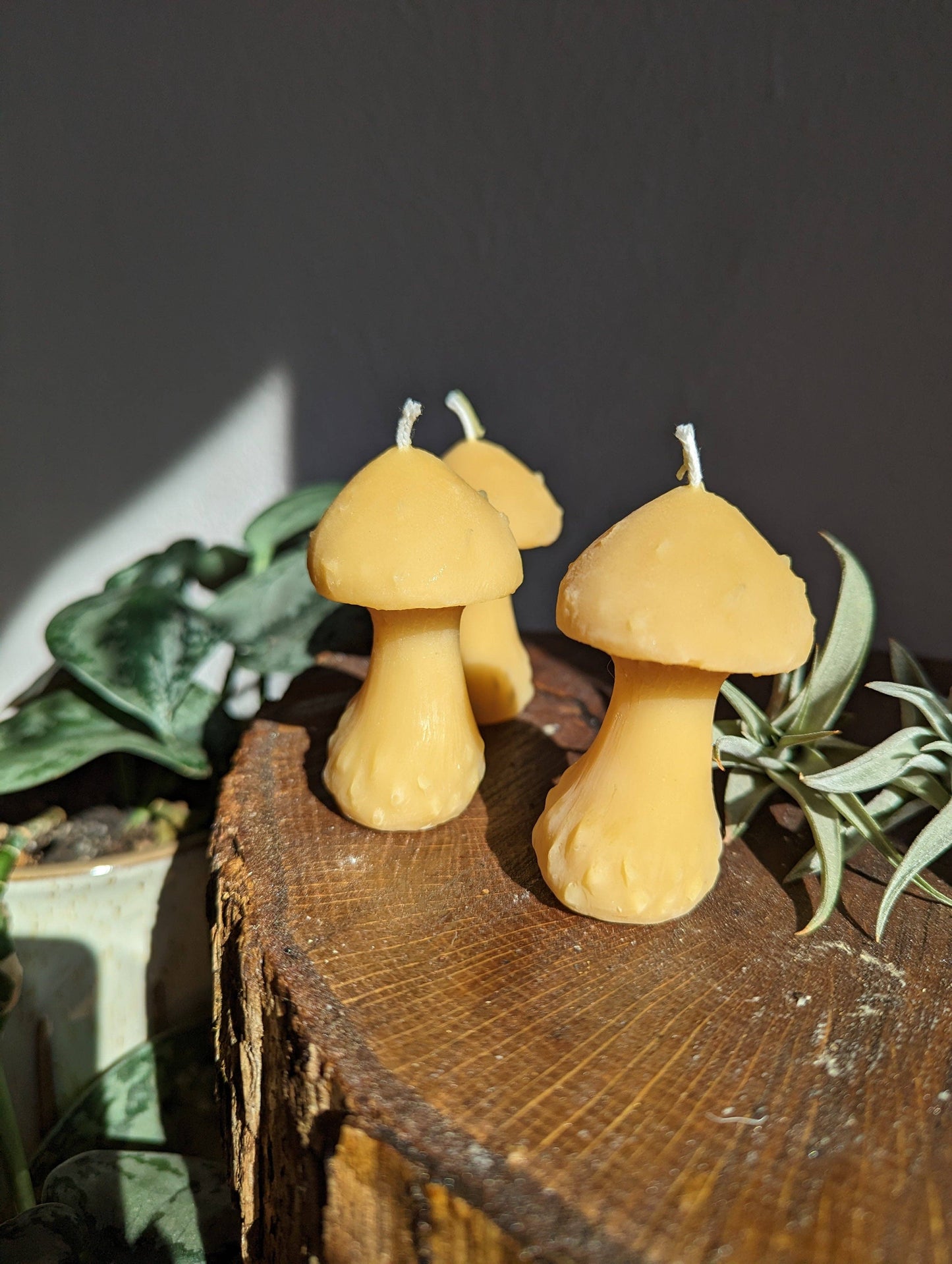 Mushroom Beeswax Candle